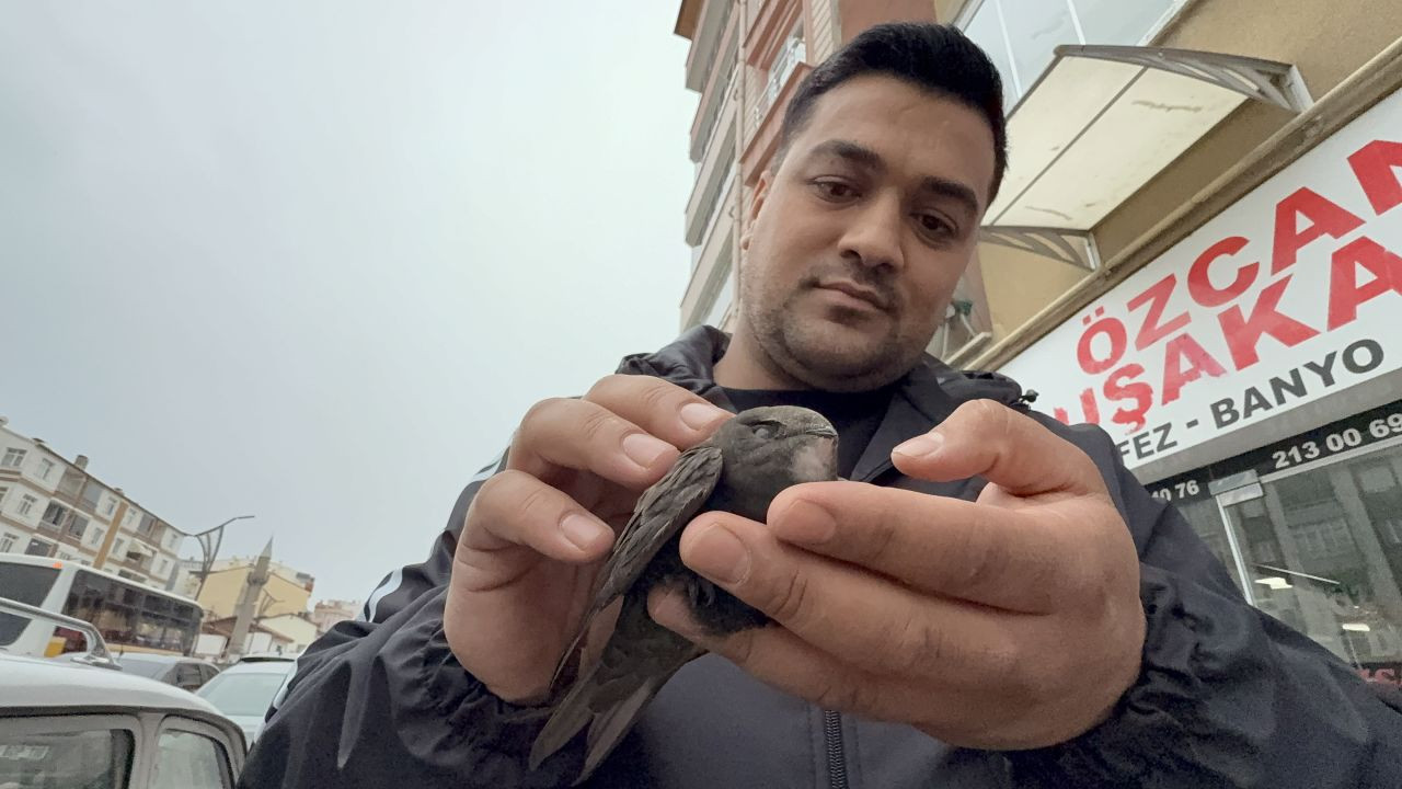 Yaralı Sandığı Ebabil Kuşunu Evinde Besledi, Sonra Doğaya Saldı - Sayfa 4
