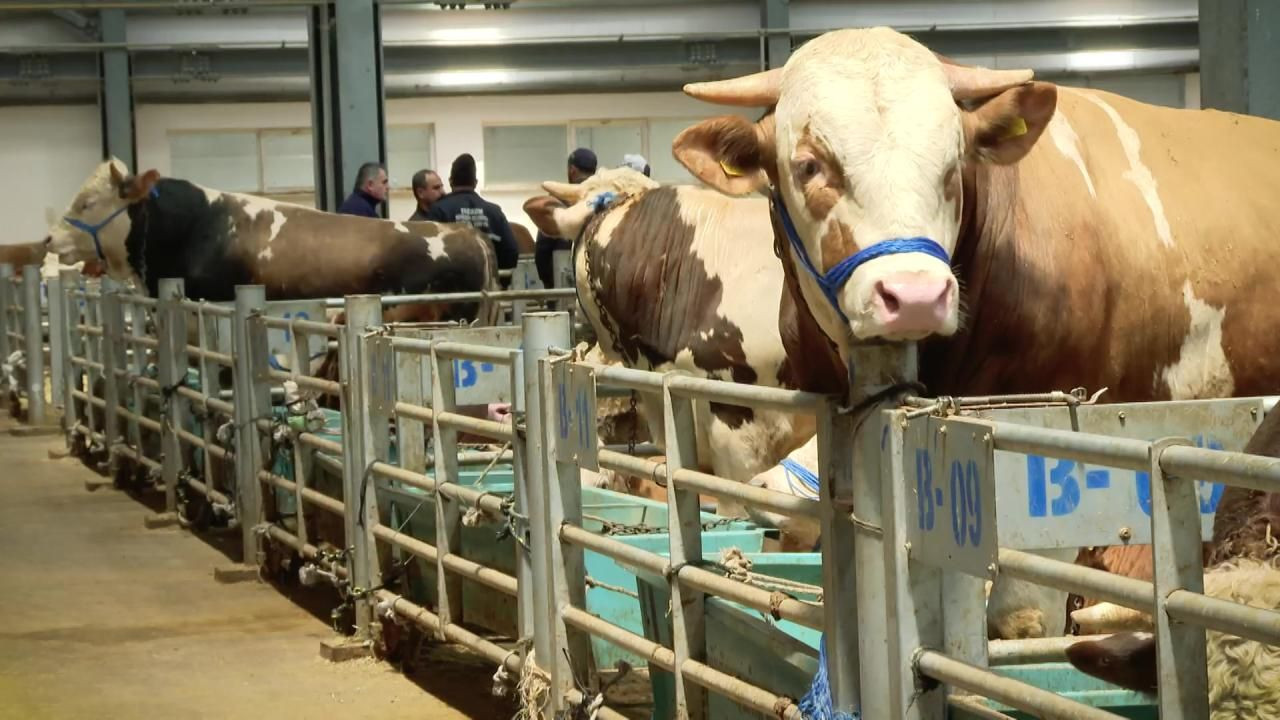 Kurbanlık Fiyatlarında 2025 Tablosu Netleşiyor: Küçükbaş ve Büyükbaş İçin Tahmini Rakamlar Belli Oldu - Sayfa 2