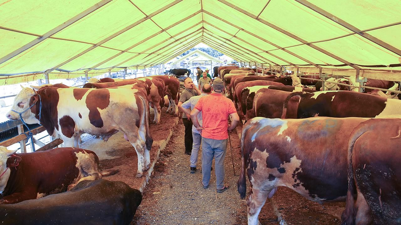 Kurbanlık Fiyatlarında 2025 Tablosu Netleşiyor: Küçükbaş ve Büyükbaş İçin Tahmini Rakamlar Belli Oldu - Sayfa 1