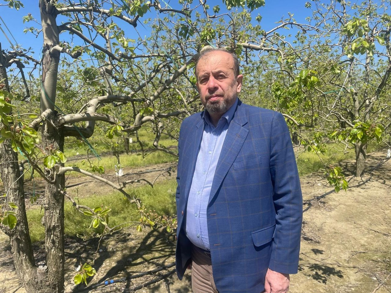 Zirai Don Bursa Ovası'nda Armut Ve Şeftaliyi Teğet Geçti - Sayfa 1