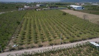 Zirai Don Bursa Ovası'nda Armut Ve Şeftaliyi Teğet Geçti - Sayfa 5