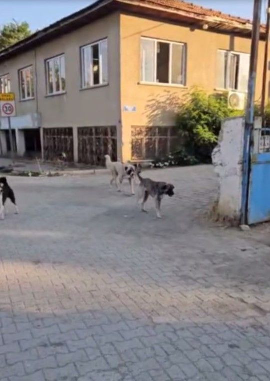 Köpeklerin Saldırısına Uğrayan Yaşlı Kadın Yaralandı - Sayfa 6