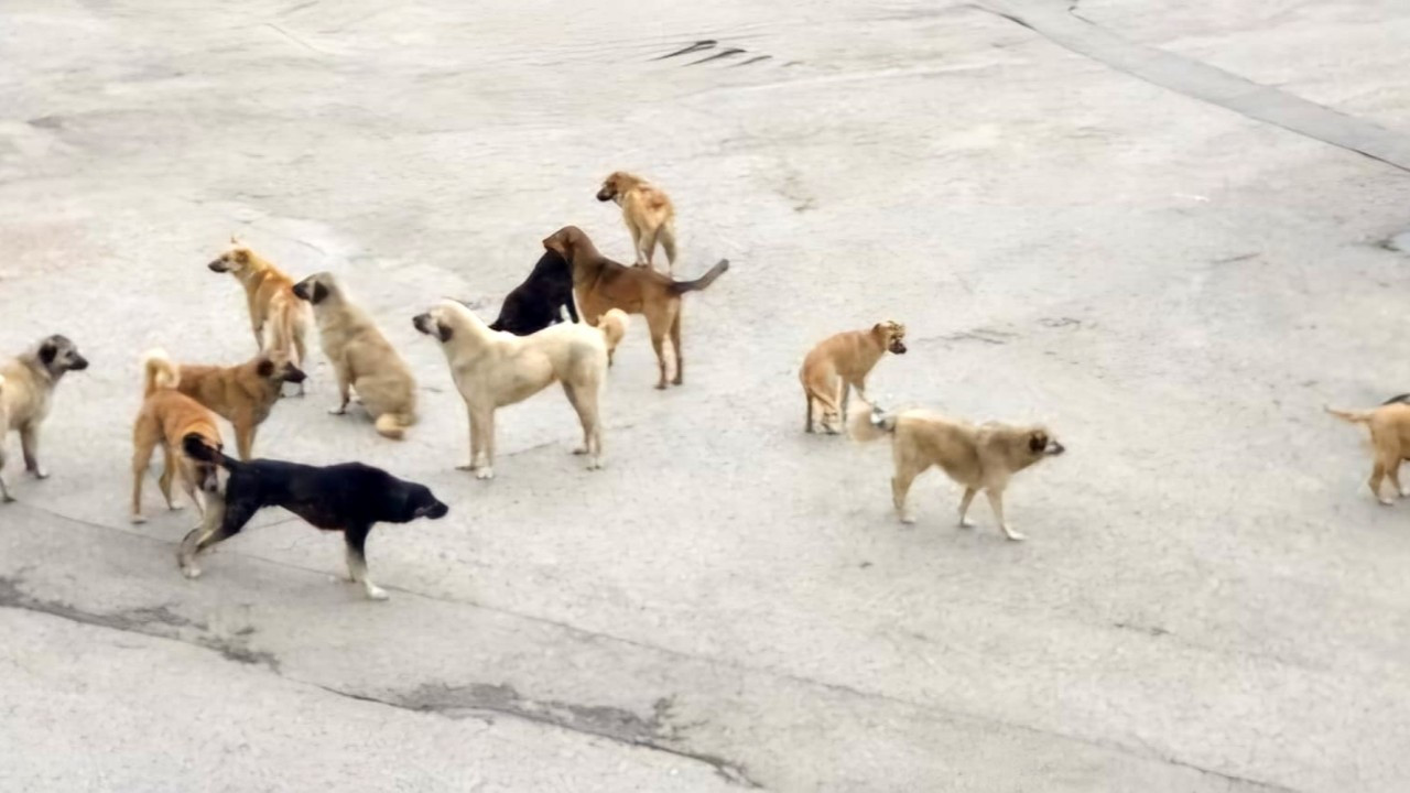 Köpeklerin Saldırısına Uğrayan Yaşlı Kadın Yaralandı