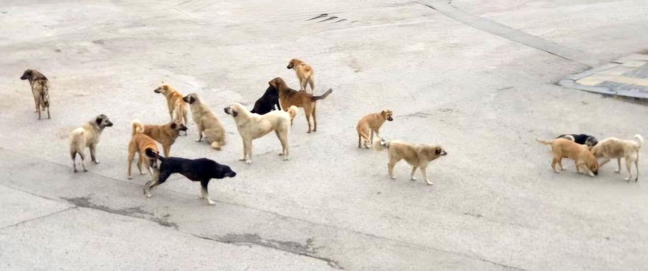 Köpeklerin Saldırısına Uğrayan Yaşlı Kadın Yaralandı - Sayfa 1
