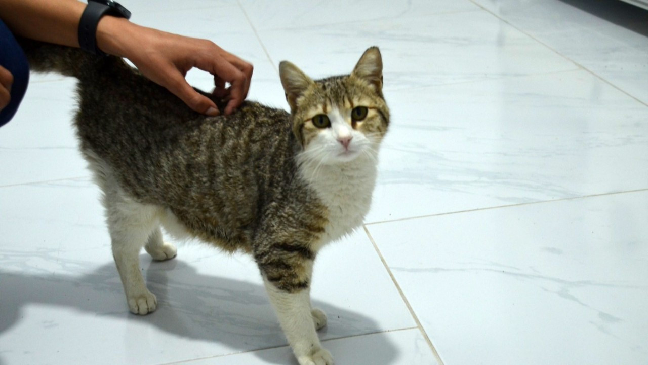 Aydın'da Akıllı Kedi Doğum İçin Veterinere Geldi