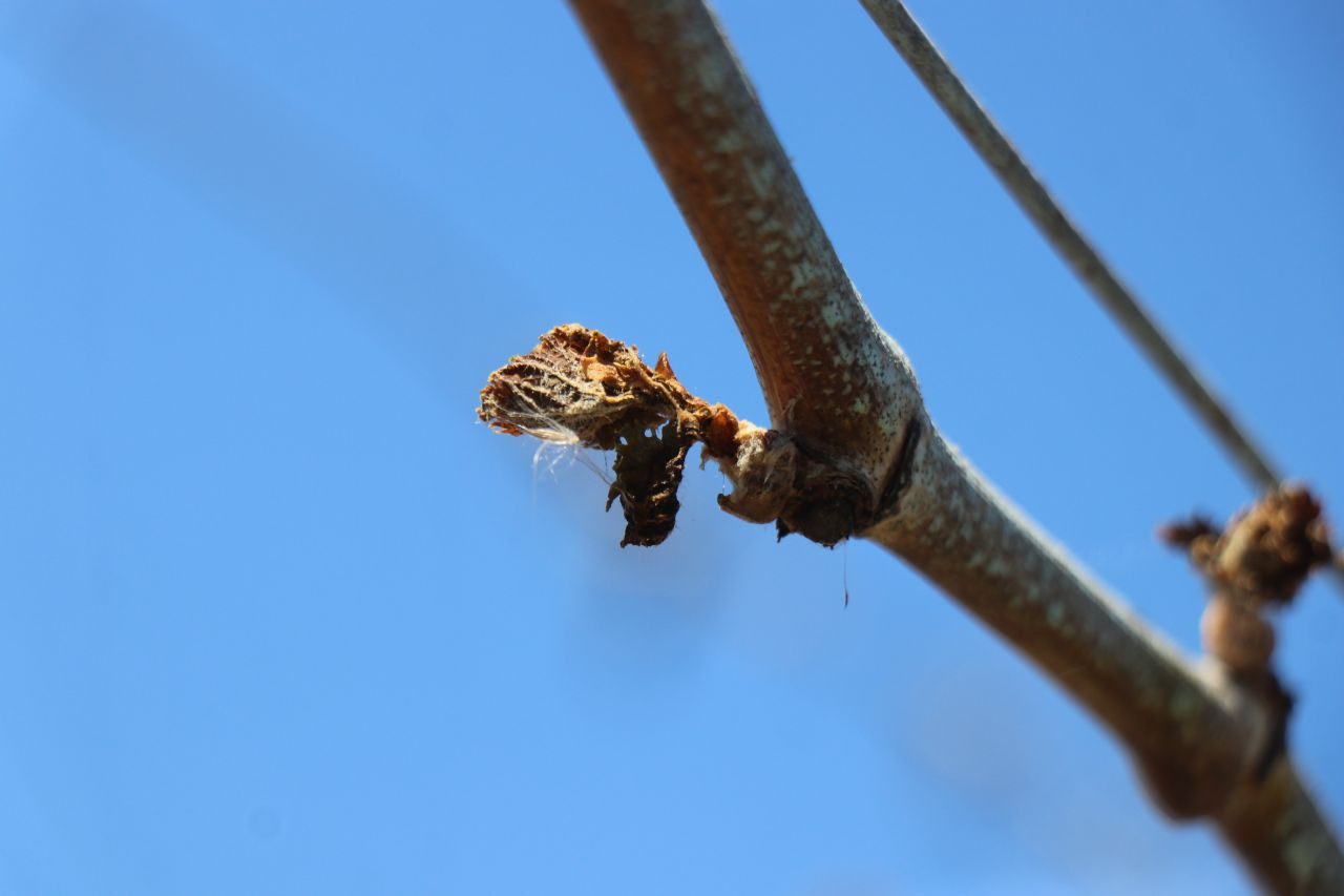 Zirai Don Faciası: 65 İlde Zarar Var, TZOB Başkanı Uyardı! - Sayfa 6