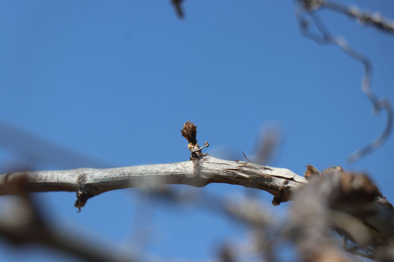 Zirai Don Faciası: 65 İlde Zarar Var, TZOB Başkanı Uyardı! - Sayfa 5