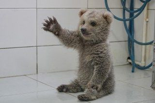 Sevimli Yavru Ayılar Güvenli Yuvalarına Yerleştirildi - Sayfa 6