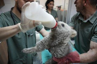 Sevimli Yavru Ayılar Güvenli Yuvalarına Yerleştirildi - Sayfa 7