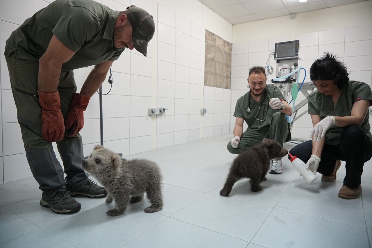Sevimli Yavru Ayılar Güvenli Yuvalarına Yerleştirildi - Sayfa 1