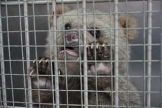 Sevimli Yavru Ayılar Güvenli Yuvalarına Yerleştirildi - Sayfa 8