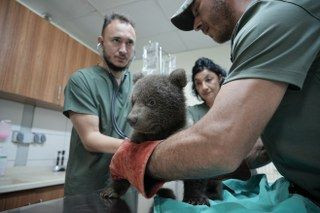 Sevimli Yavru Ayılar Güvenli Yuvalarına Yerleştirildi - Sayfa 9