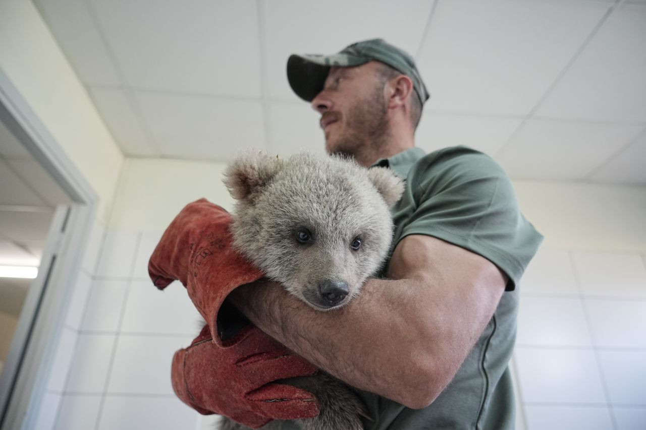 Sevimli Yavru Ayılar Güvenli Yuvalarına Yerleştirildi - Sayfa 2