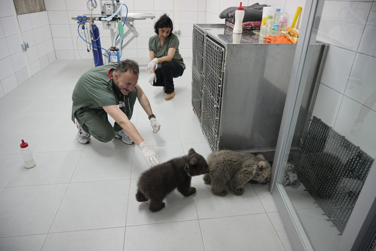 Sevimli Yavru Ayılar Güvenli Yuvalarına Yerleştirildi - Sayfa 3