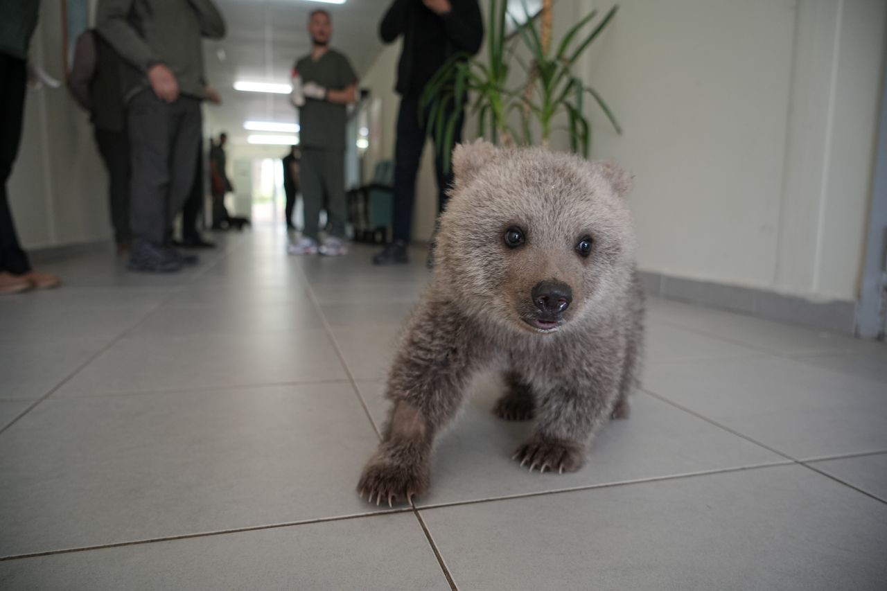 Sevimli Yavru Ayılar Güvenli Yuvalarına Yerleştirildi - Sayfa 5