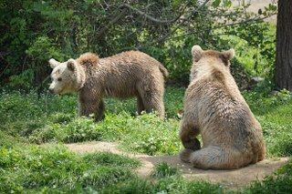 Sevimli Yavru Ayılar Güvenli Yuvalarına Yerleştirildi - Sayfa 13