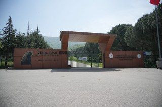 Sevimli Yavru Ayılar Güvenli Yuvalarına Yerleştirildi - Sayfa 14