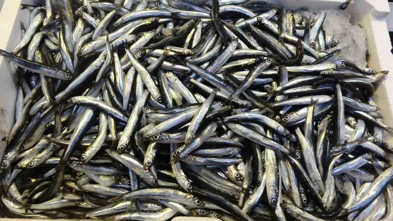 20 Ülkeye Hamsi İhracatından 9 Milyon Doların Üzerinde Döviz Geliri - Sayfa 3