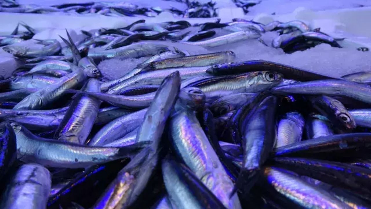 20 Ülkeye Hamsi İhracatından 9 Milyon Doların Üzerinde Döviz Geliri - Sayfa 2