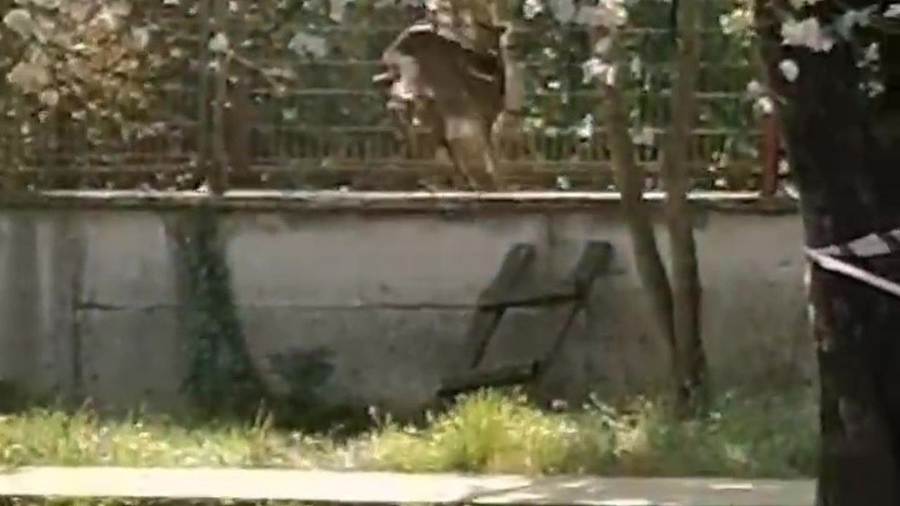 Düzce'de Okula Karaca Girdi