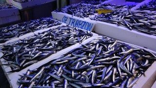 20 Ülkeye Hamsi İhracatından 9 Milyon Doların Üzerinde Döviz Geliri - Sayfa 4
