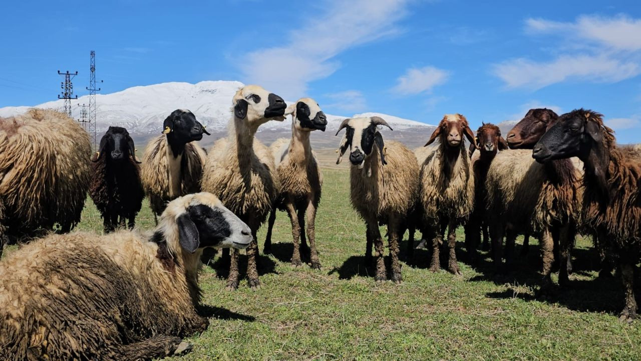 Havanın Isınmasıyla Hayvan Sahipleri Rahat Nefes Aldı - Sayfa 5