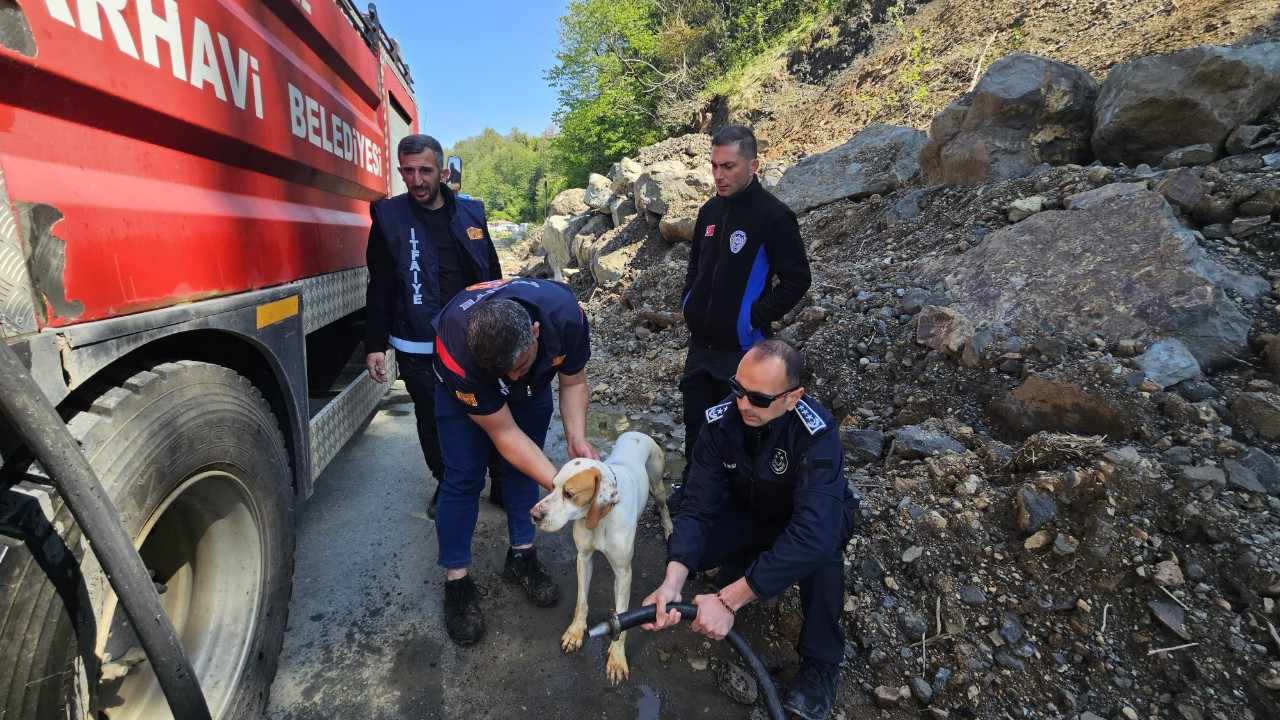 Uçurumda Mahsur Kalan Görme Engelli Köpek Kurtarıldı