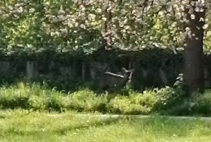 Düzce'de Okula Karaca Girdi - Sayfa 1