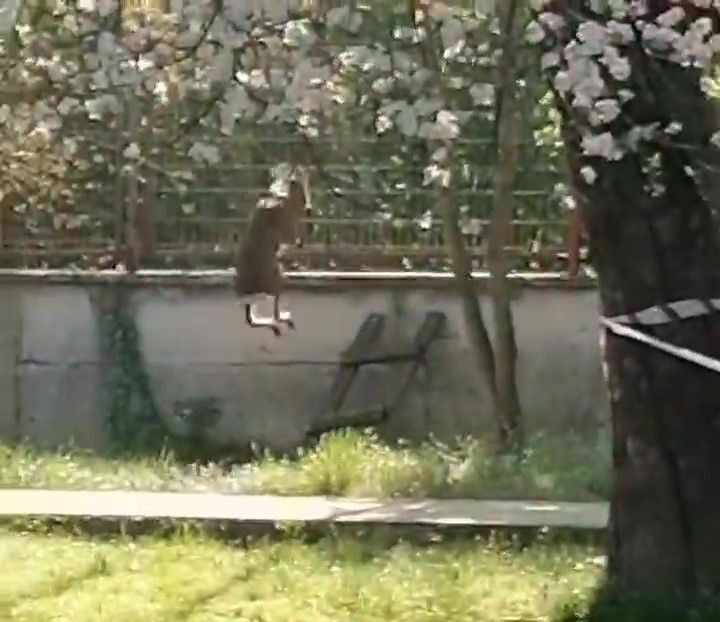 Düzce'de Okula Karaca Girdi - Sayfa 2