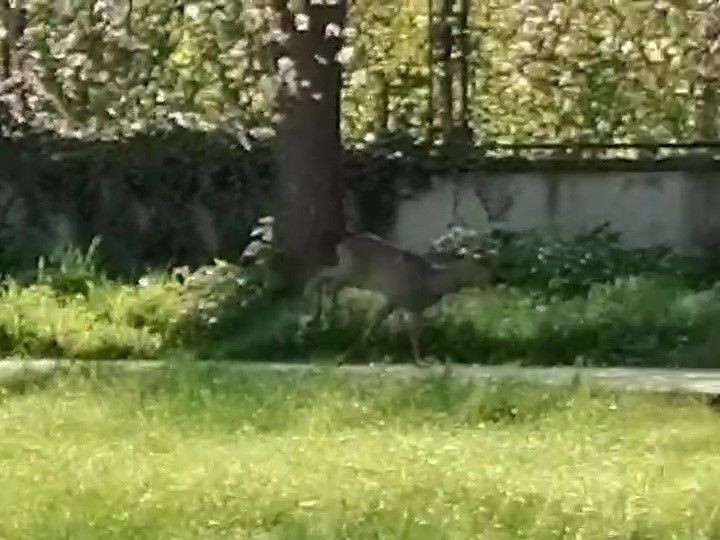 Düzce'de Okula Karaca Girdi - Sayfa 3