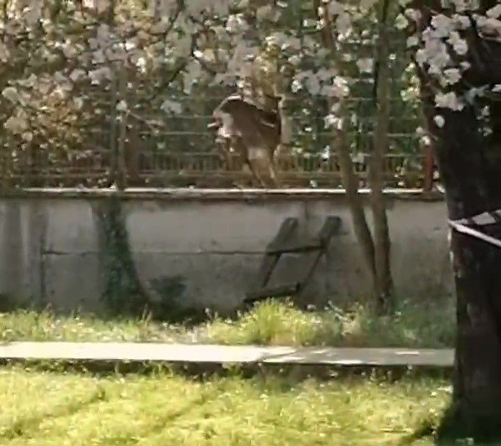 Düzce'de Okula Karaca Girdi - Sayfa 4