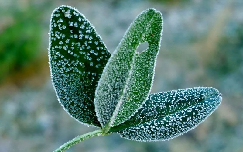 Zirai Don 34 İli Vurdu! Bakan Yumaklı: "Gıda Krizi Söz Konusu Değil!" - Sayfa 3