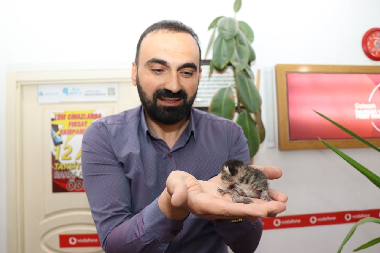 Anne Kedi Yavrusunu Çekmecede Doğurdu - Sayfa 1