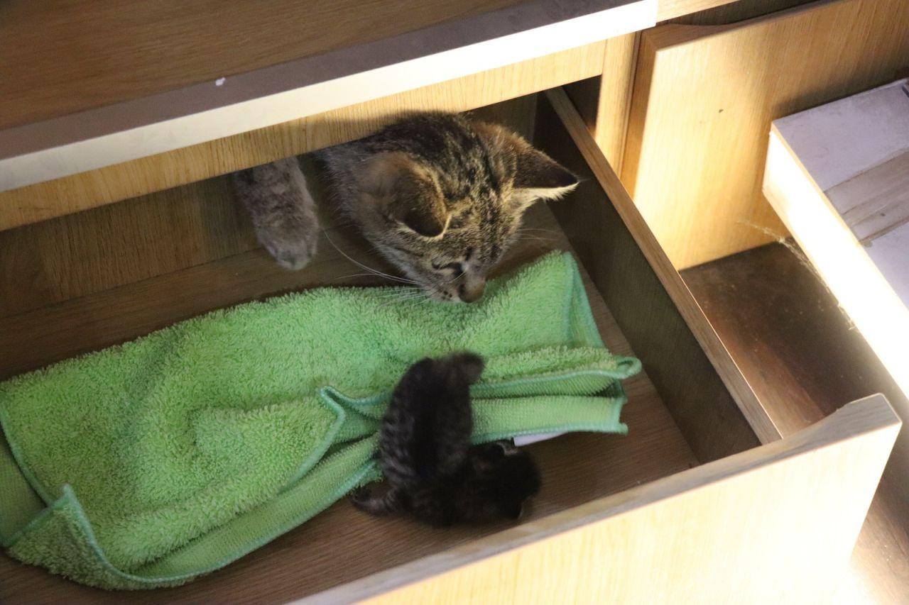 Anne Kedi Yavrusunu Çekmecede Doğurdu - Sayfa 2