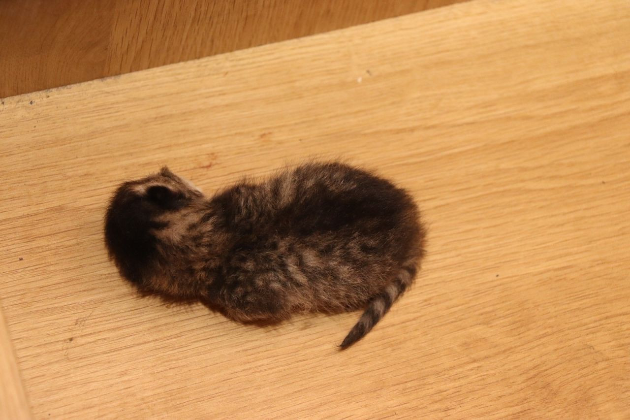 Anne Kedi Yavrusunu Çekmecede Doğurdu - Sayfa 3