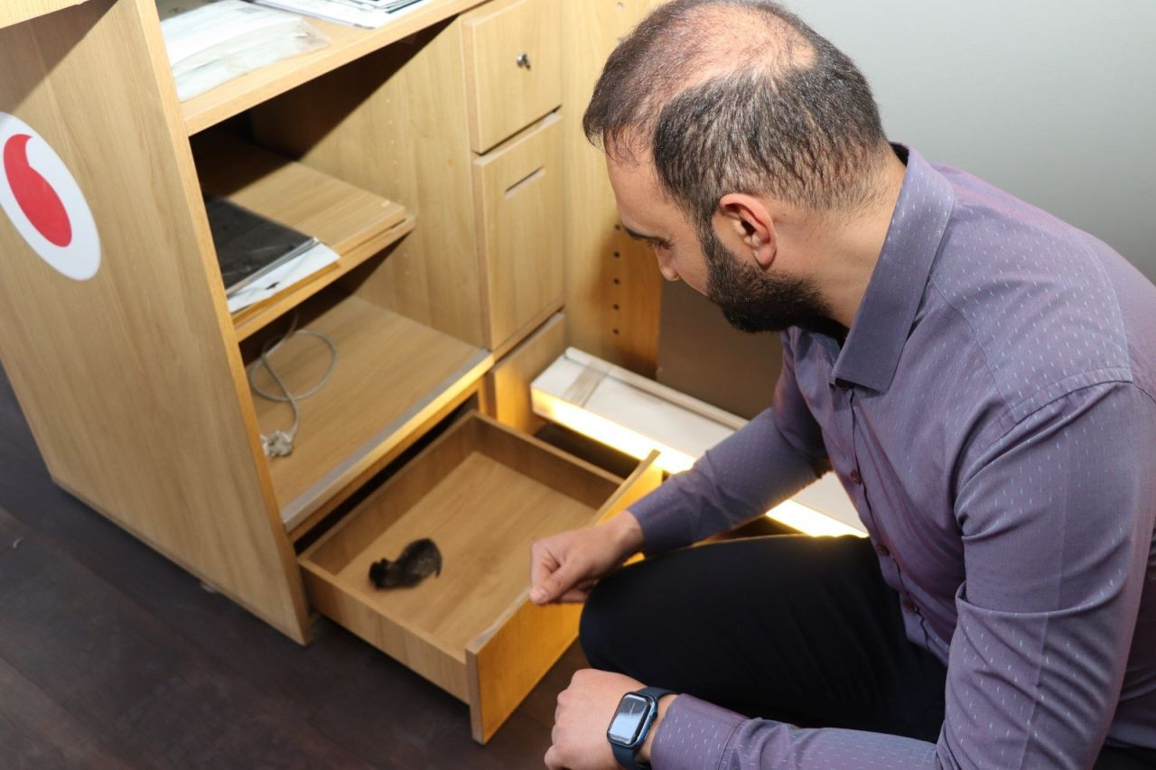 Anne Kedi Yavrusunu Çekmecede Doğurdu - Sayfa 4