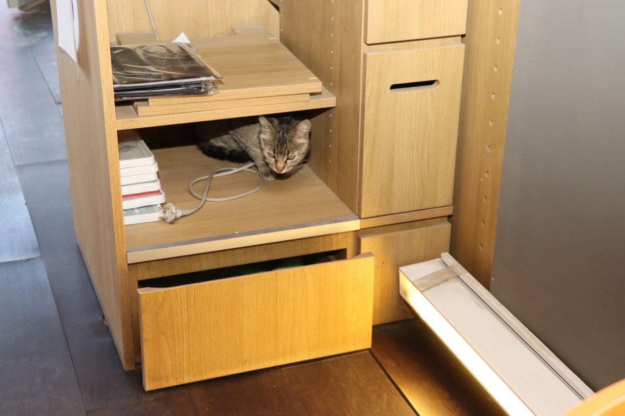 Anne Kedi Yavrusunu Çekmecede Doğurdu - Sayfa 5