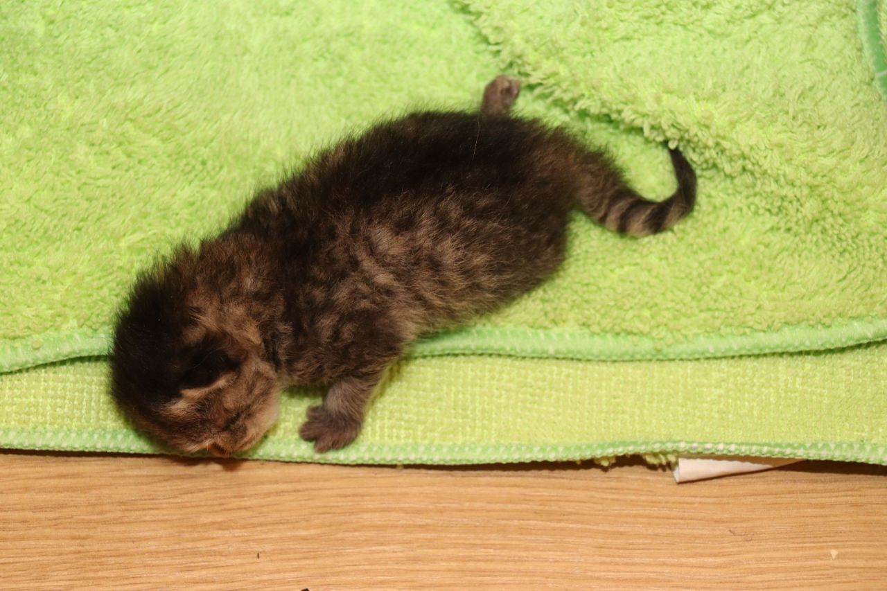 Anne Kedi Yavrusunu Çekmecede Doğurdu - Sayfa 6