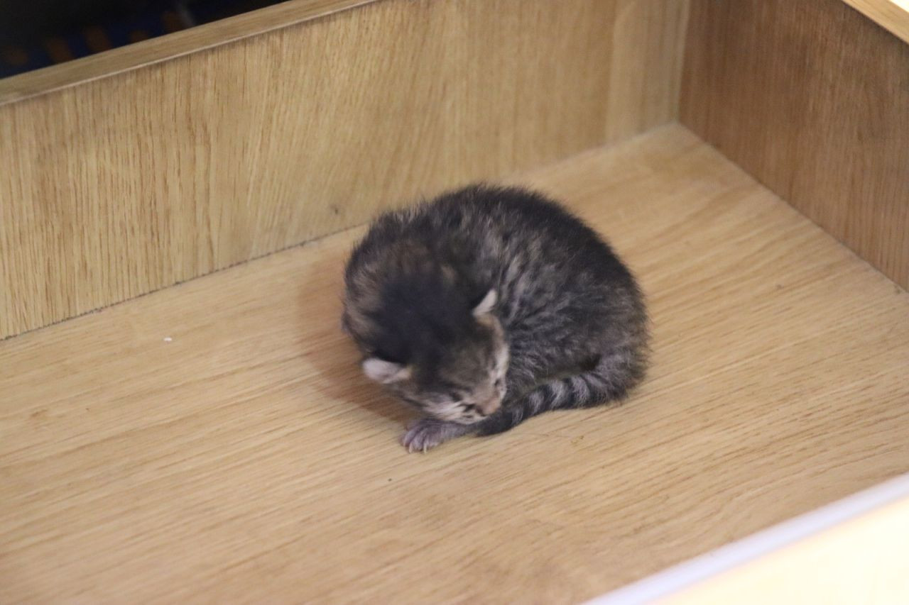 Anne Kedi Yavrusunu Çekmecede Doğurdu - Sayfa 8