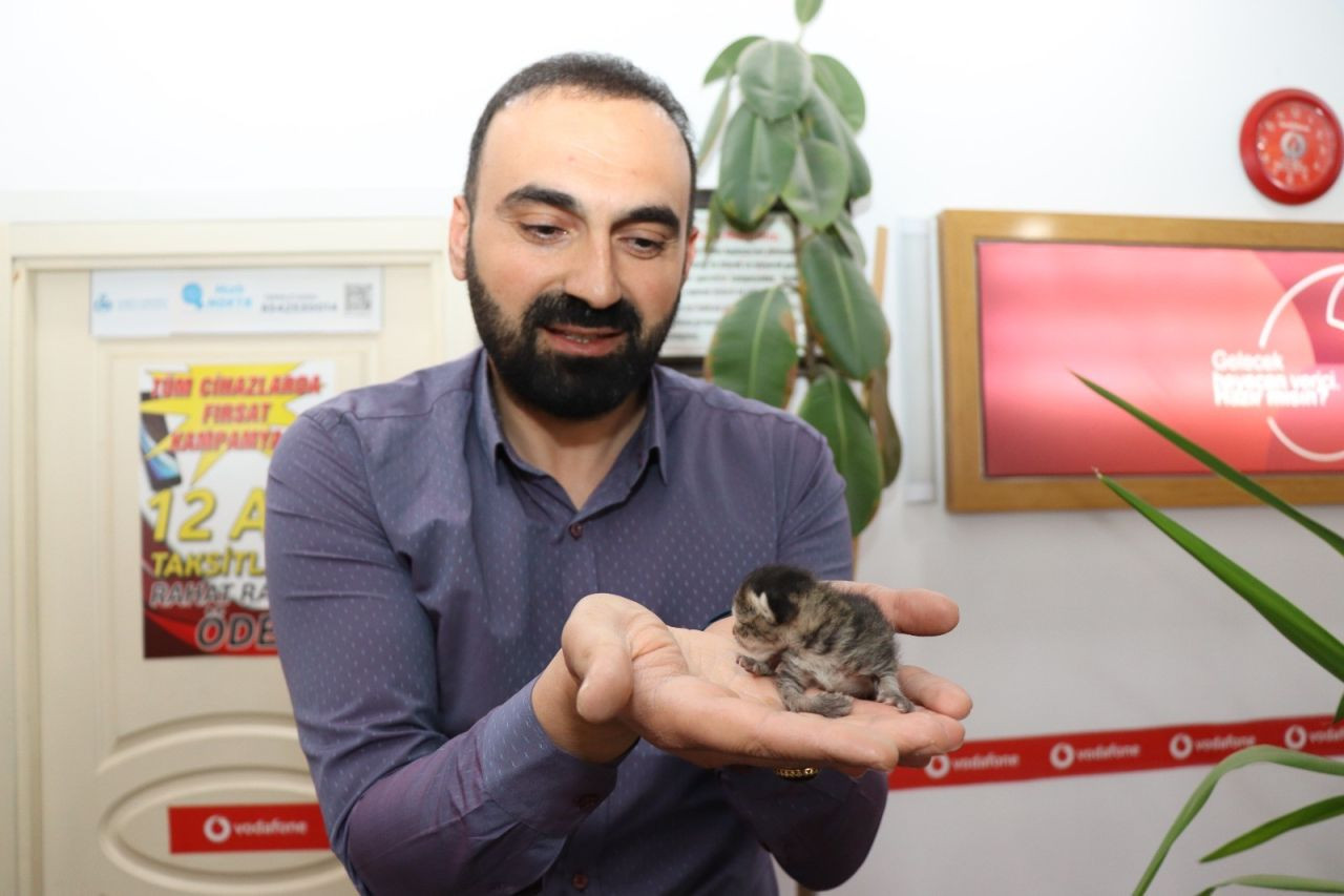 Anne Kedi Yavrusunu Çekmecede Doğurdu - Sayfa 9