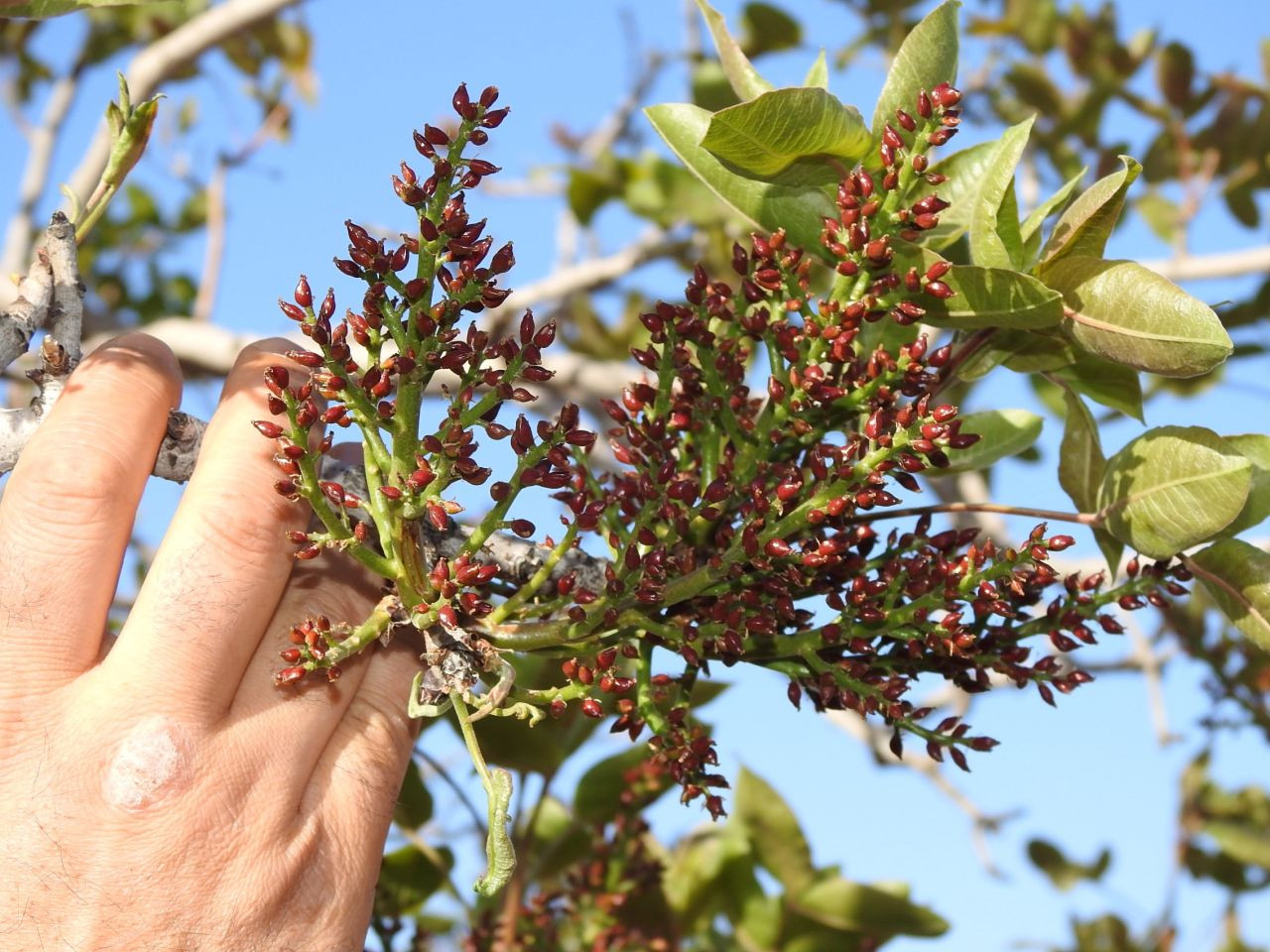 Antep Fıstığında Zirai Don Tehlikesinin Geçmesi Rahat Nefes Aldırdı - Sayfa 1
