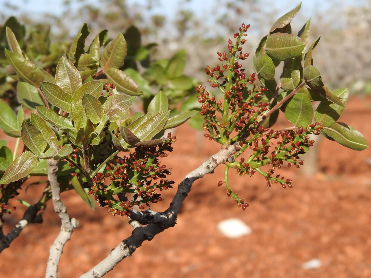 Antep Fıstığında Zirai Don Tehlikesinin Geçmesi Rahat Nefes Aldırdı - Sayfa 2