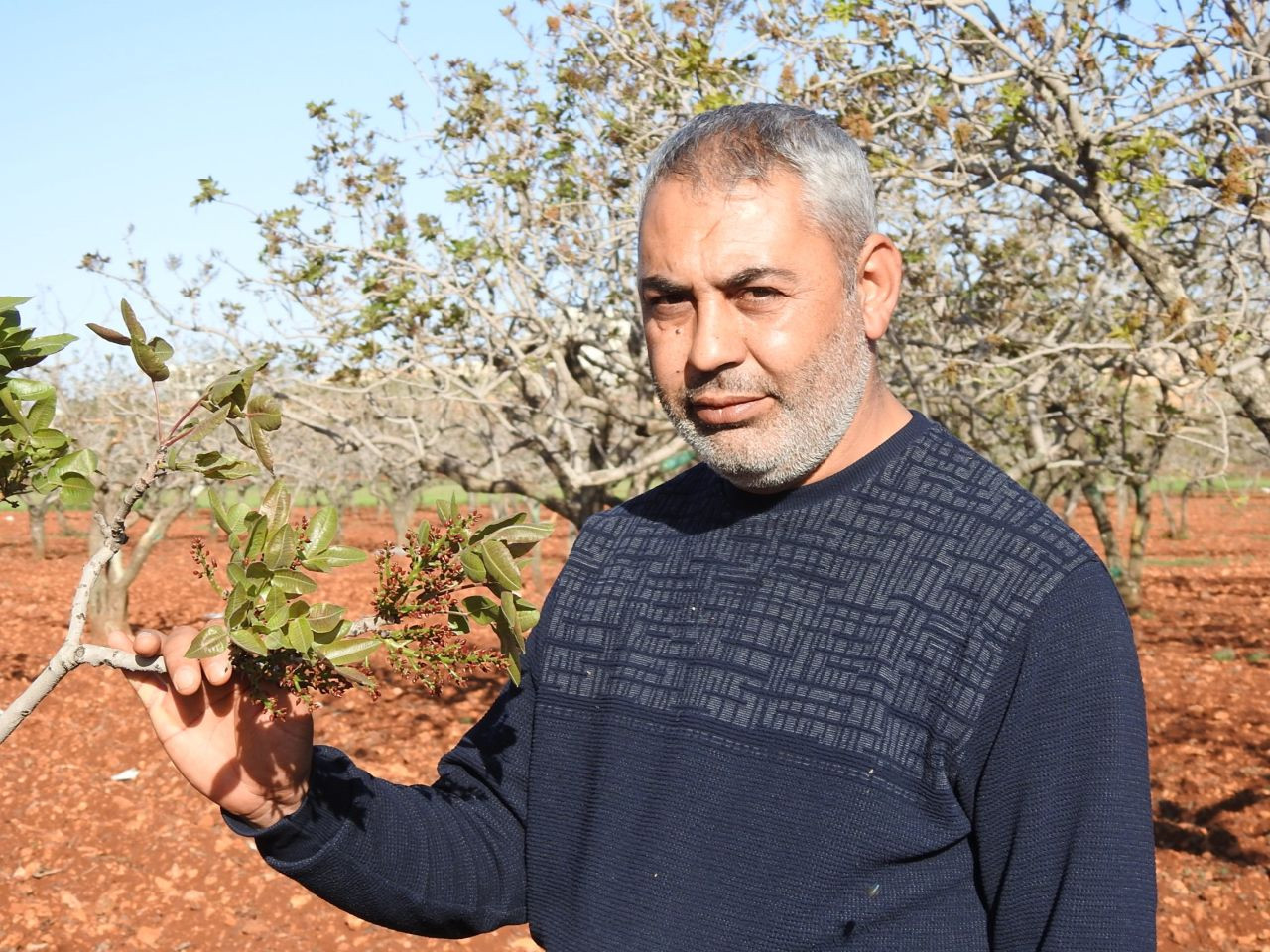 Antep Fıstığında Zirai Don Tehlikesinin Geçmesi Rahat Nefes Aldırdı - Sayfa 3