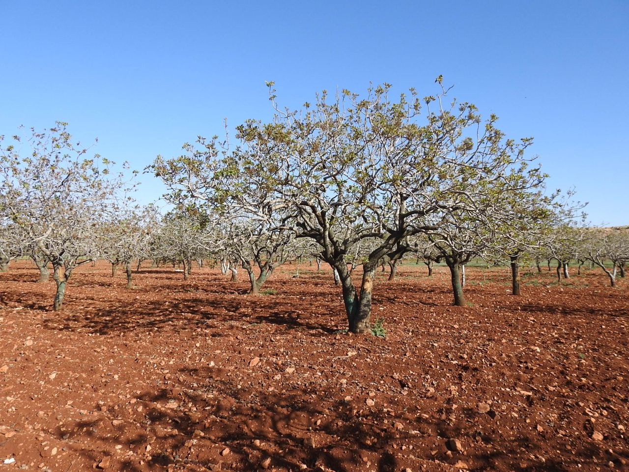 Antep Fıstığında Zirai Don Tehlikesinin Geçmesi Rahat Nefes Aldırdı - Sayfa 4
