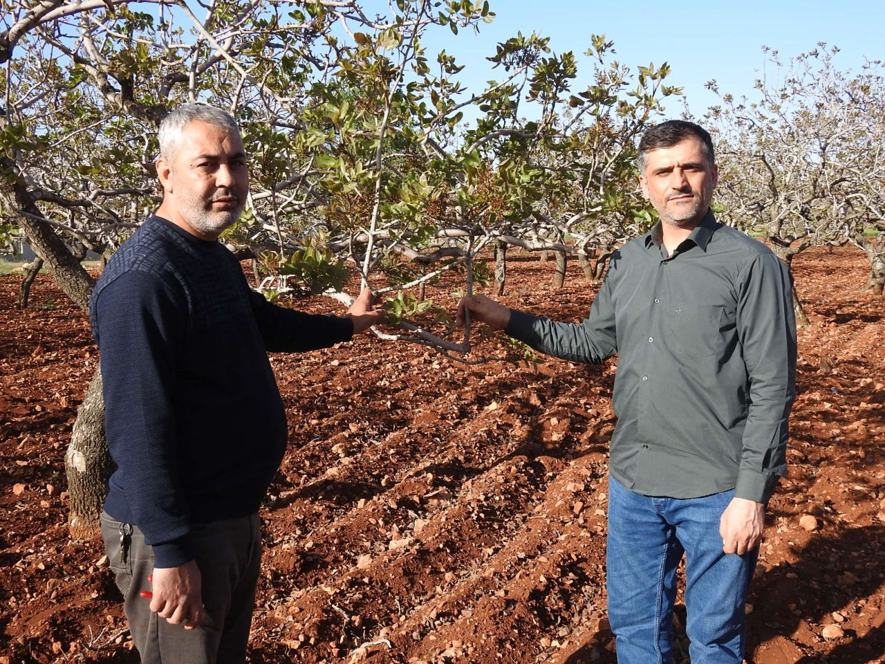 Antep Fıstığında Zirai Don Tehlikesinin Geçmesi Rahat Nefes Aldırdı - Sayfa 5