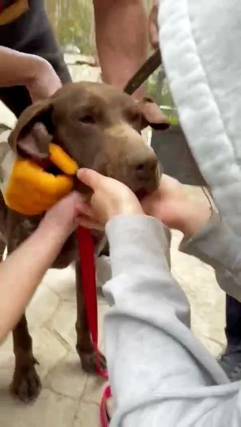 Karasu’da Hayat Kurtaran Müdahale: Boğazına Ağaç Parçası Kaçan Köpeği Vatandaşlar Kurtardı! - Sayfa 3