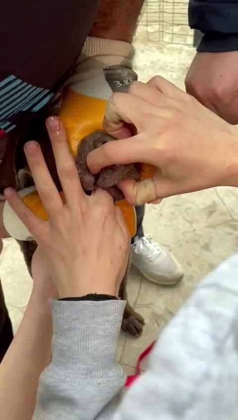 Karasu’da Hayat Kurtaran Müdahale: Boğazına Ağaç Parçası Kaçan Köpeği Vatandaşlar Kurtardı! - Sayfa 2