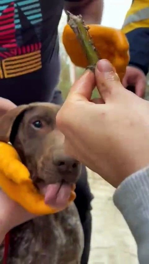 Karasu’da Hayat Kurtaran Müdahale: Boğazına Ağaç Parçası Kaçan Köpeği Vatandaşlar Kurtardı! - Sayfa 1