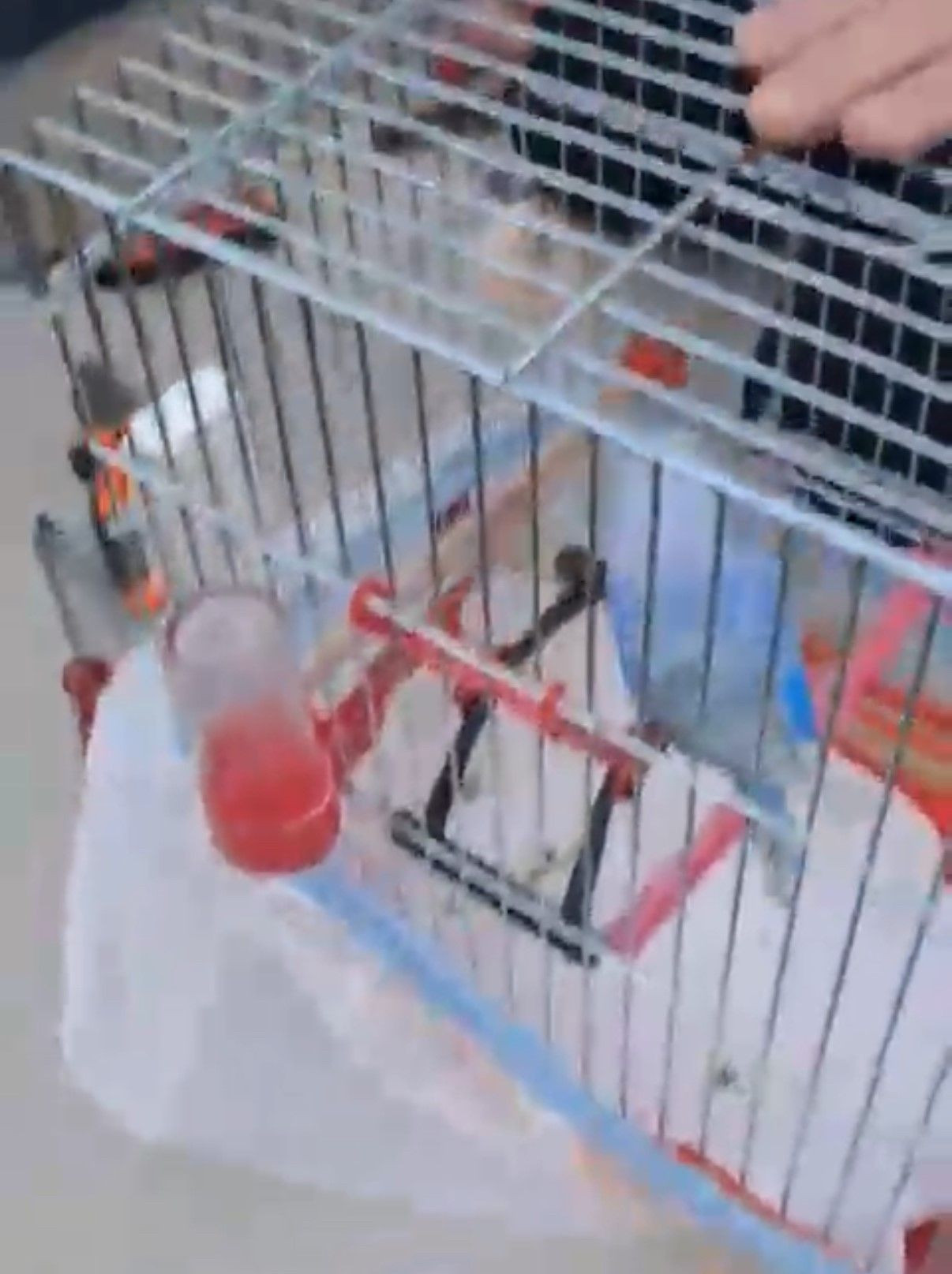 Düzce'de Pervaza Sıkışan Muhabbet Kuşu Kurtarıldı - Sayfa 4