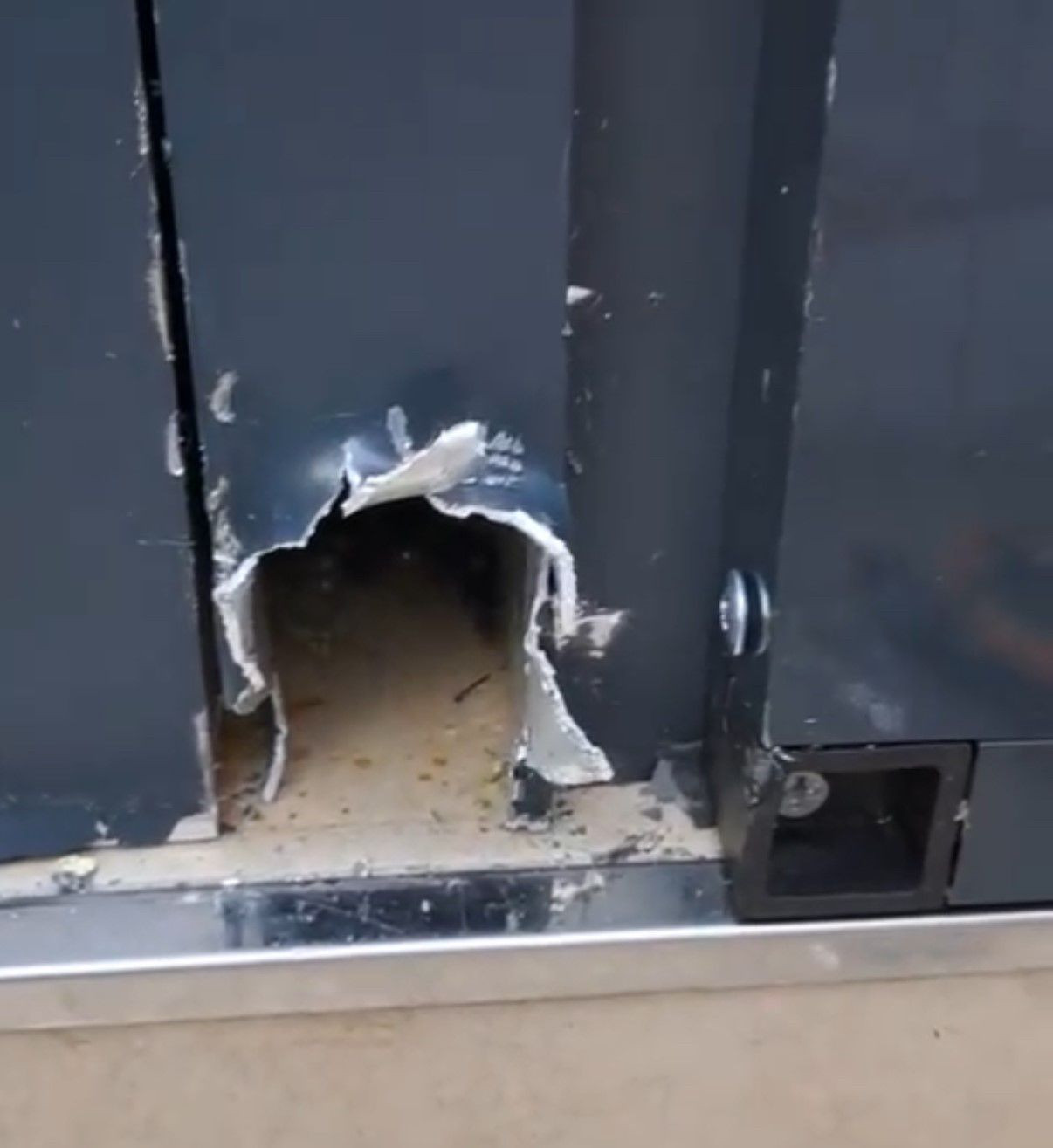 Düzce'de Pervaza Sıkışan Muhabbet Kuşu Kurtarıldı - Sayfa 5